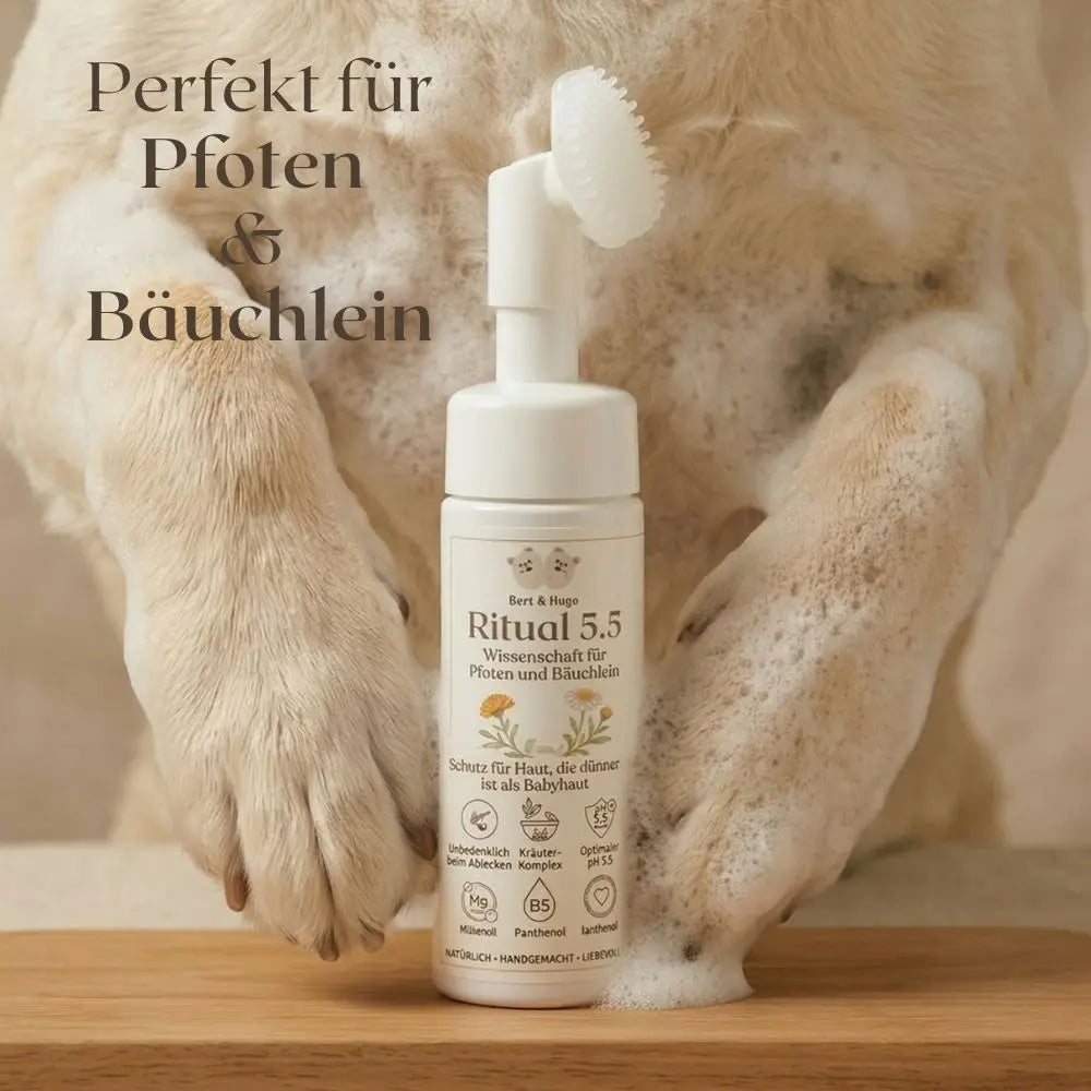 Adventure Trio: Unbeschwerte Waldspaziergänge &amp; Premium-Pflege für deinen Hund