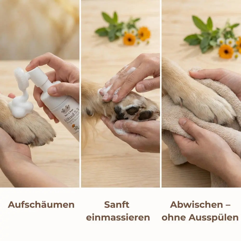 Adventure Trio: Unbeschwerte Waldspaziergänge &amp; Premium-Pflege für deinen Hund